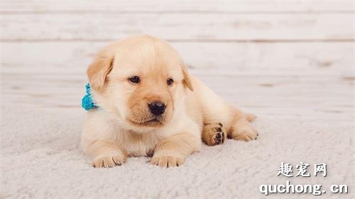 幼犬断奶之后吃什么比较好？