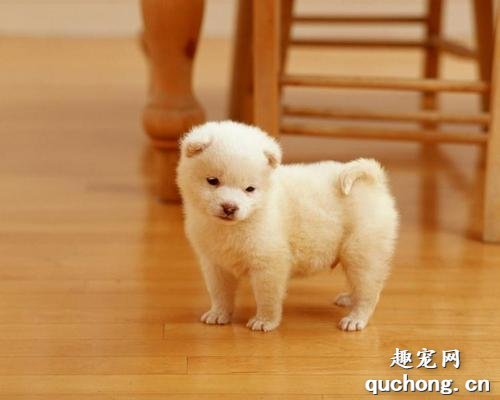 幼犬断奶之后吃什么比较好？