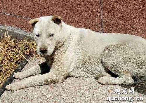 广西笔尾灰犬价格及饲养方法