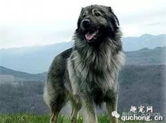 伊斯特拉牧羊犬的体型特征及饲养方法