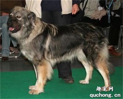 伊斯特拉牧羊犬的体型特征及饲养方法