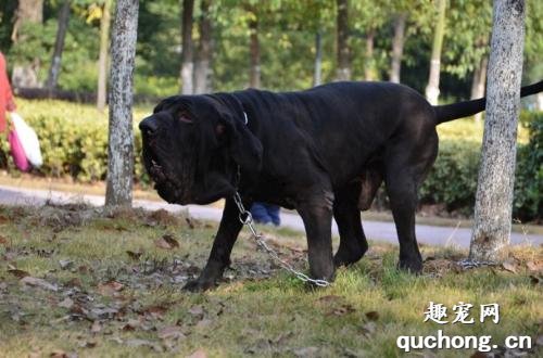 巴西菲勒犬体态特征及性格特点