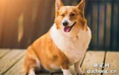 <b>柯基和柴犬哪个好养?</b>