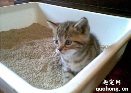 怎么教猫咪用猫砂?