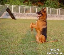 狗狗坐立动作怎么训练？