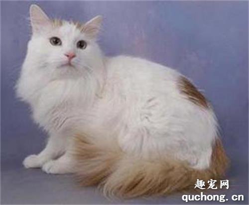土耳其梵猫乳腺肿瘤如何治疗?