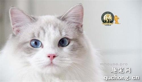 猫咪便秘吃什么?