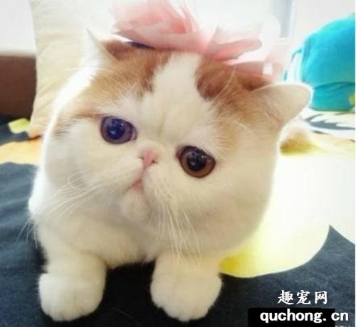 猫咪便秘吃什么?