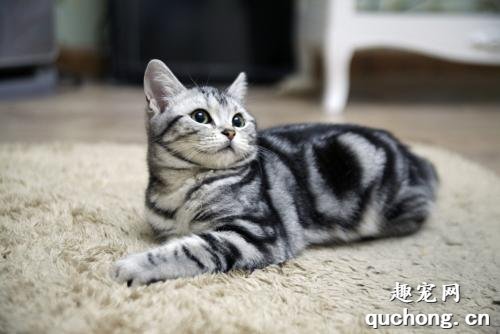 美国短毛猫怎么看纯不纯?