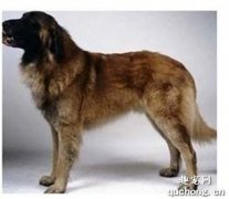 <b>埃斯特卑拉山犬价格及饲养技巧</b>