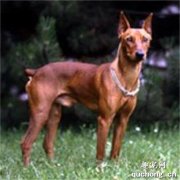 德国平犬的价格和养护训练方法