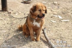 太行犬价格、训练及饲养方法