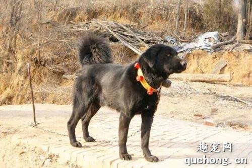 太行犬价格、训练及饲养方法