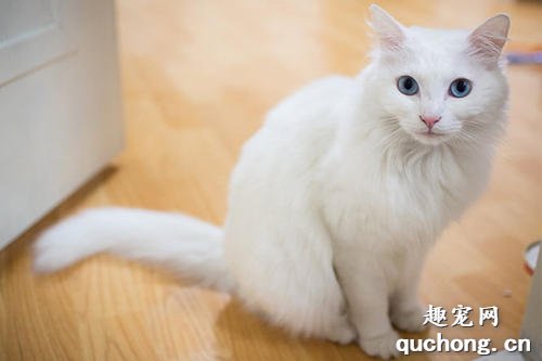 安哥拉猫和狮子猫区别是什么?