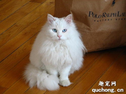 安哥拉猫和狮子猫区别是什么?