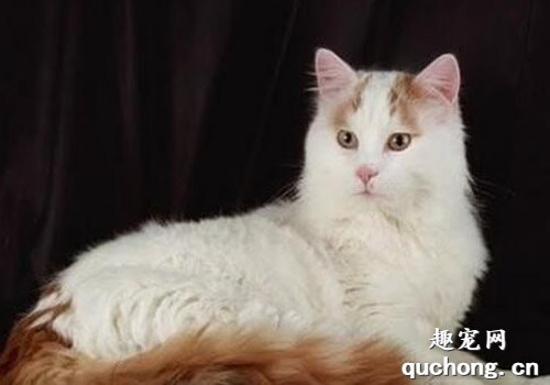 土耳其梵猫特征是什么?
