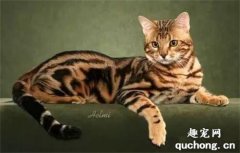孟加拉豹猫的特点是什么