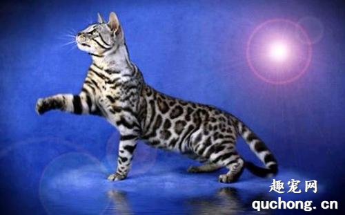 孟加拉豹猫的特点是什么