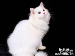 山东狮子猫的特征是什么？