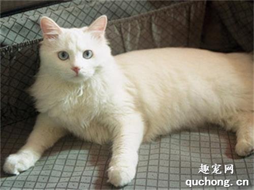 山东狮子猫的特征是什么?