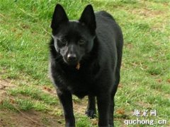<b>舒伯齐犬训练养护常识</b>
