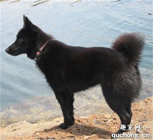 舒伯齐犬训练养护常识