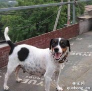 <b>短毛太仓小猎犬的养护训练方法</b>