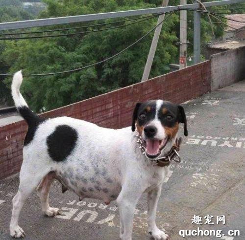 短毛太仓小猎犬的养护训练方法