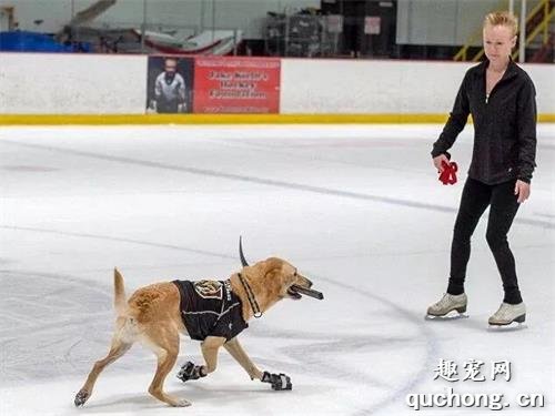 <b>曾面临安乐死的拉布拉多，不仅被救，还成了第一只会溜冰的狗</b>