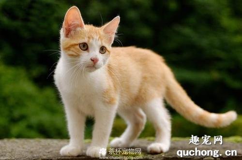 土耳其梵猫和土猫区别是什么