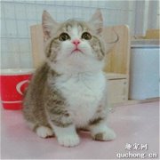 <b>曼赤肯猫和拿破仑区别是什么？</b>