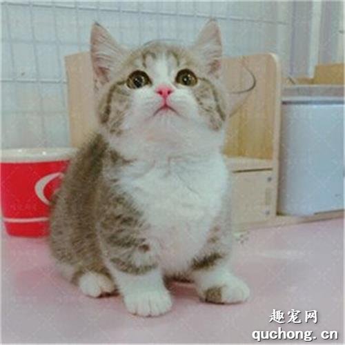 曼赤肯猫和拿破仑区别是什么?