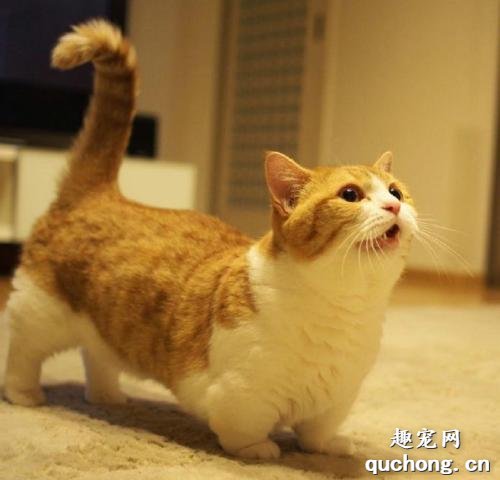 曼赤肯猫和拿破仑区别是什么?