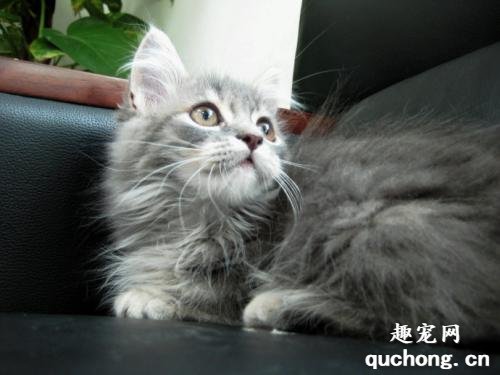 猫咪脱肛怎么办?