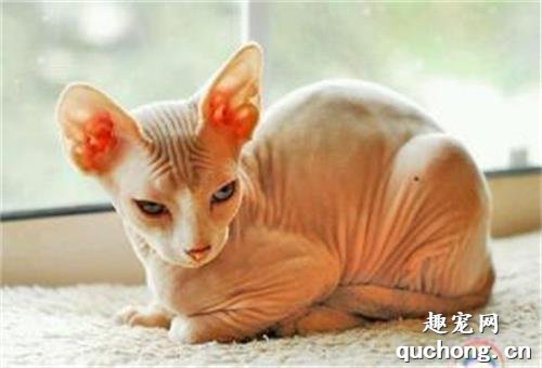 比鲁斯猫大概多钱一只?