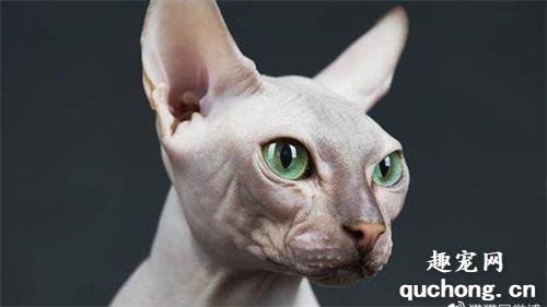 比鲁斯猫大概多钱一只?