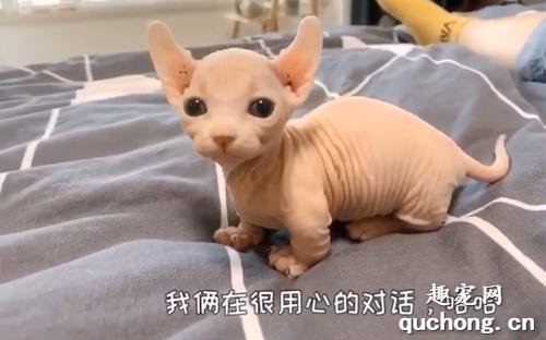 比鲁斯猫大概多钱一只?