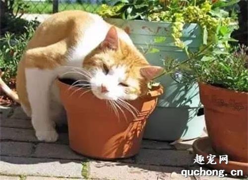 猫薄荷种植季节 猫薄荷种植精简方法