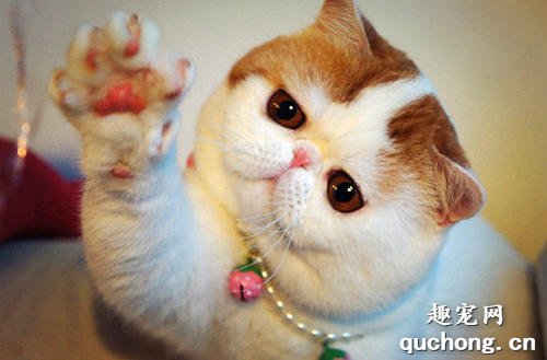 猫咪视网膜炎有什么症状?