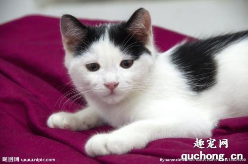 猫咪感染性腹泻如何治疗？
