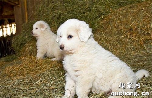 如何喂养大白熊犬，它的性情如何?