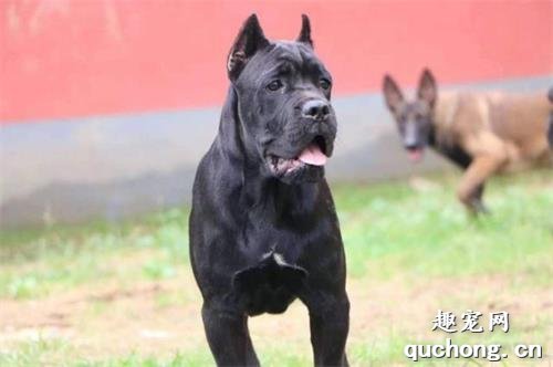 卡斯罗犬应当如何喂养?