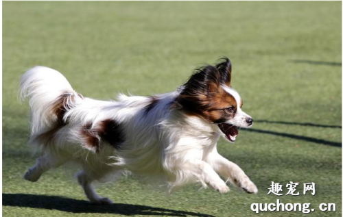 蝴蝶犬怎样训练好？这五招，能够帮上你！