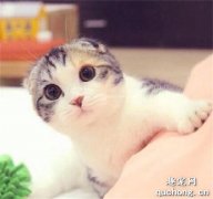 <b>猫咪呼吸声很重好像鼻塞怎么办?</b>