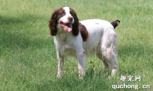 纯种英国跳猎犬体型特征
