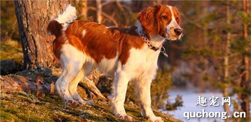 纯种英国跳猎犬体型特征