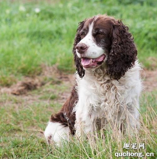 纯种英国跳猎犬体型特征