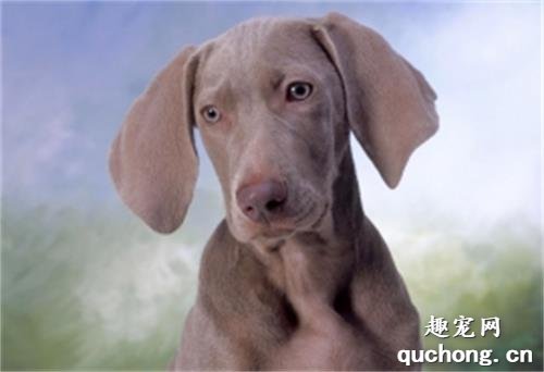 纯种威玛猎犬体型特征讲解