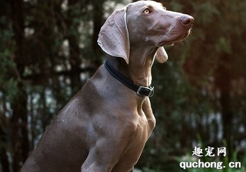 纯种威玛猎犬体型特征讲解
