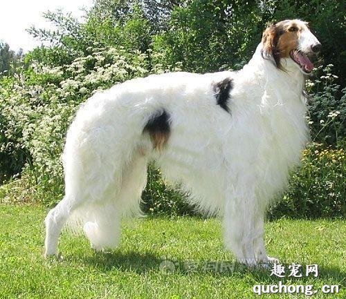 俄罗斯猎狼犬饲养攻略
